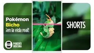 Pokémon del tipo Bicho, ¡en la vida real! 🐛 | Pokédex Obscura 