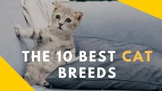 Top 10 best cat breeds || Home Friend || No Longer Alone