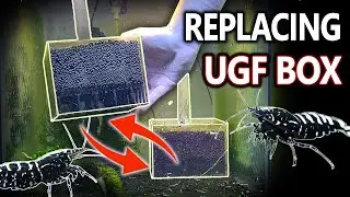 How to replace an Undergravel Filter Box in a Shrimp Tank