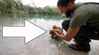 Red Toy Poodle Puppies First time Swimming In the Lake