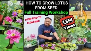 How To Grow Lotus From Seed | Full Training Workshop On Lotus And Water Lily | Seed To Flowering