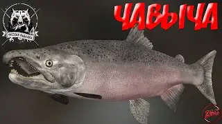 ОБИДНАЯ ЧАВЫЧА - р. Яма РУССКАЯ РЫБАЛКА 4 | Russian Fishing 4