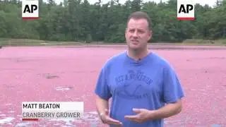 Rising Costs, Drought Threaten Cranberry Growers