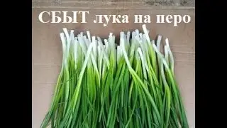 Куда и как продать лук на перо. Сбыт лука на перо. Все о сбыте лука на перо!!!