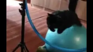 Мама кошка осталась довольна своим сынком 😻 умный котёнок Черныш