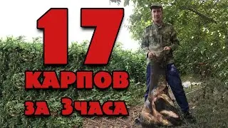 17 КАРПОВ ЗА 3 ЧАСА! /// Рыбалка на кубани 2021 /// Выпуск № 13