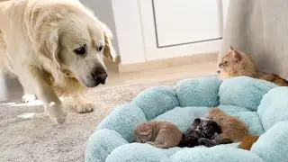 Golden Retriever Reacts to Tiny Kittens in their Bed