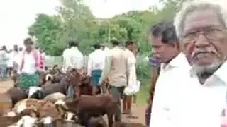 jammalamadugu Santa goat 🐐 market..