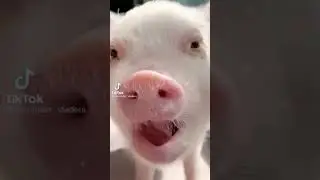 Прикол со свиньей