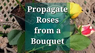 Propagate Roses from a Bouquet