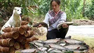 Catching fish by trap in the wild, a lucky day