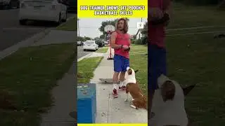 Dog trainer demonstrates dog's basketball abilities.