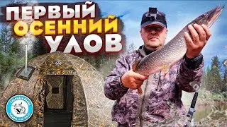 Fishing for PIKE and PERCH on a spinning rod. First autumn departure. Smoked pike.Fishing for perch.