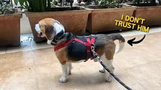 Understanding your Beagle's Body Language