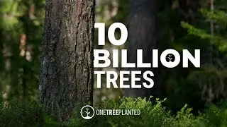 A Major Milestone for British Columbia | One Tree Planted