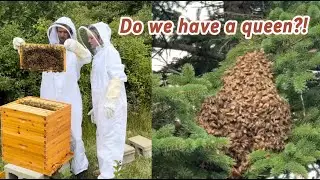 Our Bees Swarmed... Let's Check on Them - Beginner Beekeepers - Episode 4