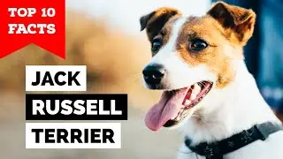 Jack Russel Terrier - Top 10 Facts