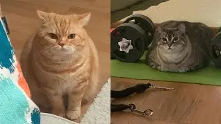 Try Not To Laugh 🤣 New Funny Cats Video 😹 - Just Cats Part 28