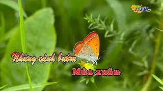 Những cánh bướm mùa Xuân - 12/02/2024