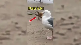 Rescuing Real Life Spongebob & Patrick 