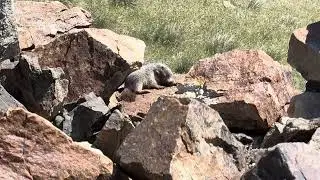 Baby (juvenile) Marmot Chews a Tidbit, White Mountais