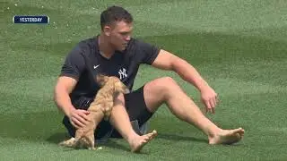 Aaron Judge plays with his pet Dachshund Gus inside Yankee Stadium