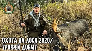 Охота на лося 2020/Добыли трофейного быка/Лицензия закрыта