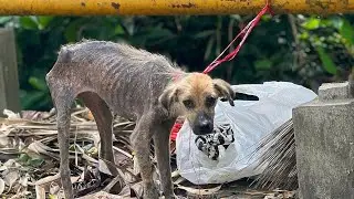 Tied there with a short rope, the cancer dog's legs trembled as he couldn't sit