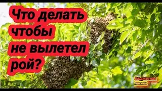 Как не дать пчёлам отроится? Выход роя можно контролировать.