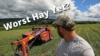 Is Our Hay Struggling???