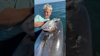 Massive Tuna Attacked by Bigger Shark