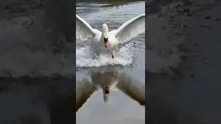 Поигрался со скоростью полёта лебедя Алеся. 