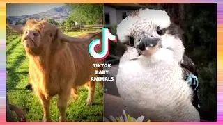 TikTok Baby Animals - Big and Small Cute Animals