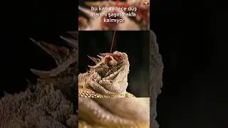 İnanılmaz Bir Savunma 🦎😲😮