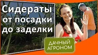 Сидераты от А до Я: как сеять, когда и как заделывать