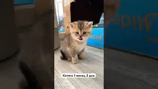 Котята быстро меняются. Умнеют с каждым днем.