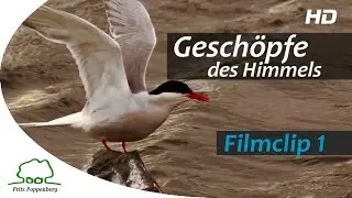 GESCHÖPFE DES HIMMELS - Filmclip 1 - 