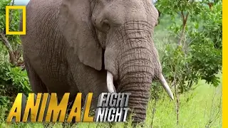 An Elephant Smack Down | Animal Fight Night