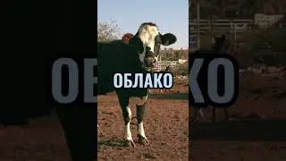 ЛОГИЧЕСКАЯ ЗАГАДКА - СКАЖИ СЛОВО ОБЛАКО 5 РАЗ
