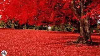 🍁 Peaceful Relaxing  Instrumental Music,Meditation Music "Spirit of Colorful Trees" 🎼