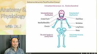 A&P 1 (PHYL 141) | Bone | Bone Formation & Intramembranous Ossification