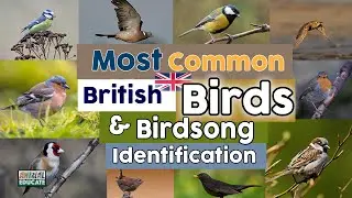 Most Common British Birds & Birdsong Identification