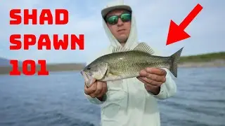 Why Fishing The Shad Spawn Can Be The Best Time Of The Year To Catch Fish!