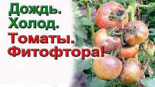 Дождь. Холод. Фитофтора. Томаты.