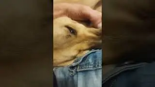 The dog liked the nose massage 😀 #shorts #dog #doglover #like