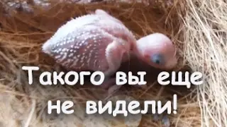 Птенцы волнистого попугая крупным планом