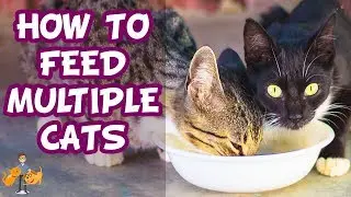 How To Feed Multiple Cats Different Diets (+ stop them stealing food!)