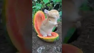 The little rabbit dancing on the papaya. Cute pet debut plan. Rabbit. Pastoral cute pet.