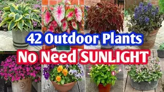 42 Outdoor Plants No Need SUNLIGHT | Outdoor Plants for garden to grow | Plant and Planting