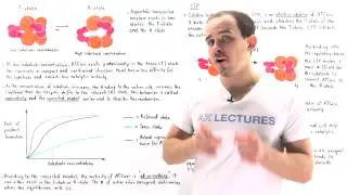 Cooperativity and Allosteric Effectors of ATCase